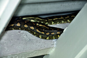 A decline in pigeons a welcome surprise