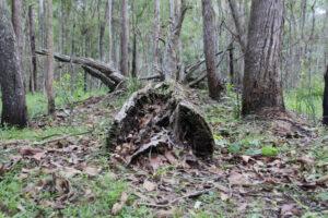 Calling for Bushcare volunteers