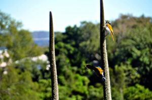 Xanthorrhoea Plant draws bees and birds to the garden