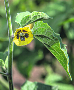 A lifestyle crop or a crop with future potential