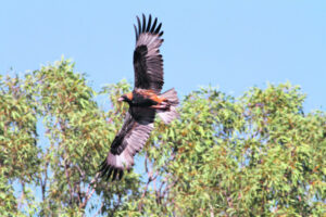 Lorikeets rule roost on bird count