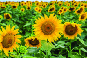 Sunflower sunset soiree to go off with a bang