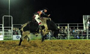 Bucking bulls star in the Rosewood arena