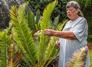 Propagating patience in quest to grow native cycads