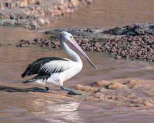 El Nino turns neutral, local rainfall defies the pattern