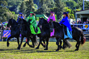 Strong entries on parade in the Horse section at the Marburg Show