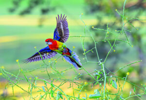 Common, but far from commonplace