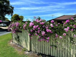 Beautiful blooms and pops of colour