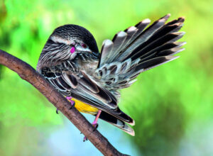 Take a closer look and get ready for Bird Count week