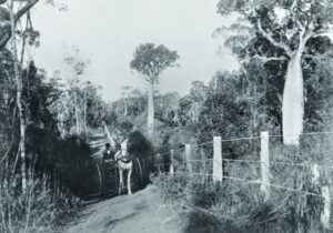 Well-known bottle tree gets protection