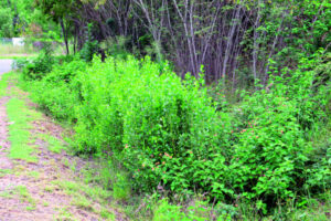 Call for council to take more responsibility for invasive weed control