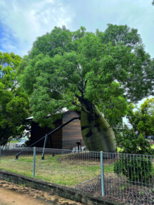New structure to support the Rosewood Bottle Tree