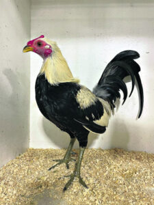 Poultry Club show draws more than 1,350 exhibits