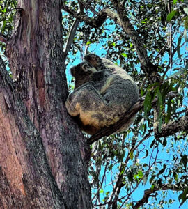 Koala conservation boost in Grandchester