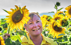 A field of summer’s golden sunflowers