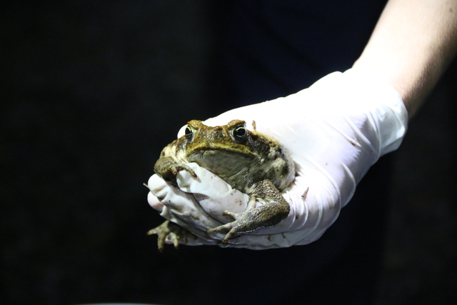 Ipswich environment wins toad battle