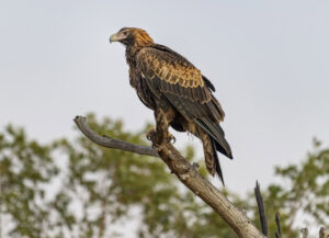 Birds of Rosewood and surrounding districts