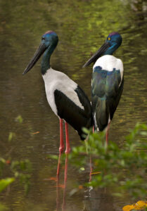 Birds of Rosewood and surrounding districts