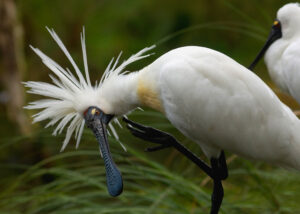 Birds of Rosewood and surrounding districts